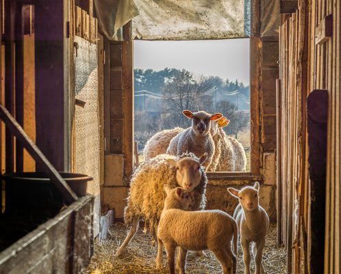 Scotloo Lambing Blog